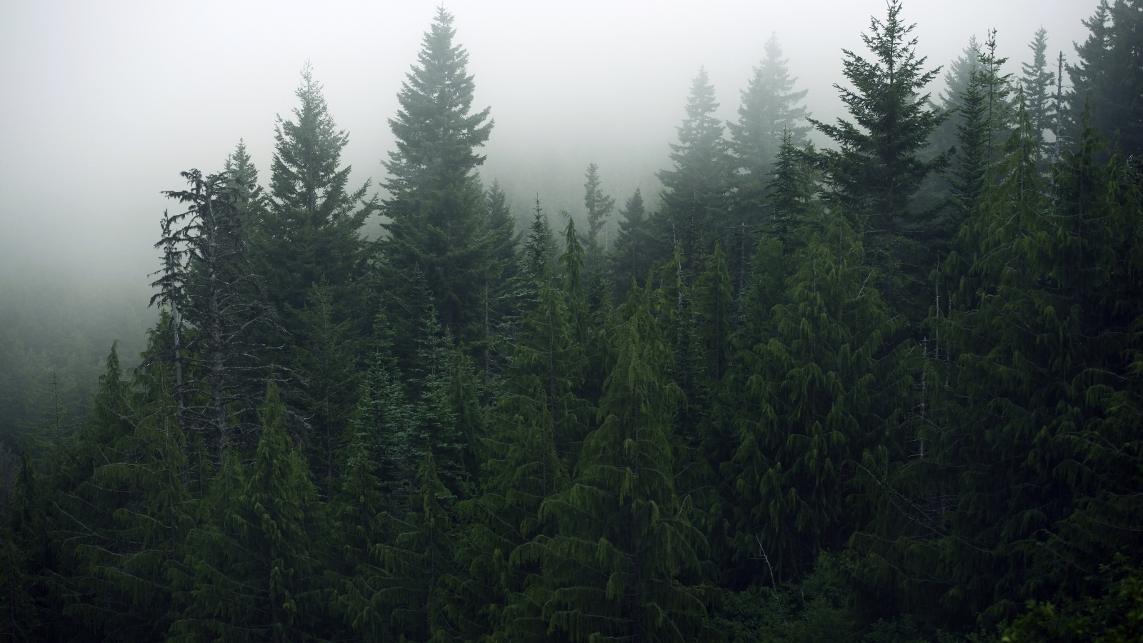 revelstoke-community-forest-corporation